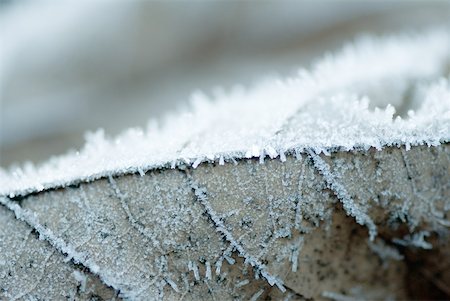 simsearch:633-01573339,k - Frost on leaf, extreme close-up Stock Photo - Premium Royalty-Free, Code: 633-01574191