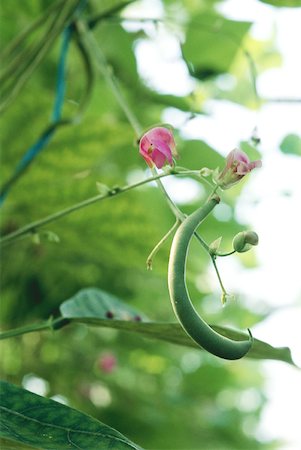 Flowering green bean plant Stock Photo - Premium Royalty-Free, Code: 633-01574234