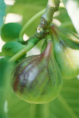 ripening - Fig Stock Photo - Premium Royalty-Free, Code: 633-01574236