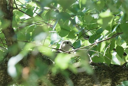 Dove in tree, close-up Stock Photo - Premium Royalty-Free, Code: 633-01574232