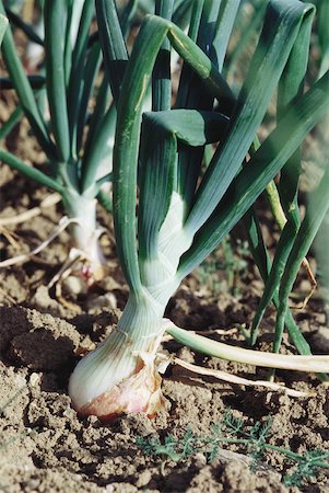 simsearch:633-01573500,k - Onions growing Stock Photo - Premium Royalty-Free, Code: 633-01574248