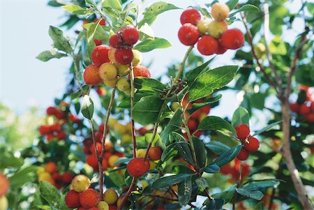 ripening - Arbutus tree Stock Photo - Premium Royalty-Free, Code: 633-01574252