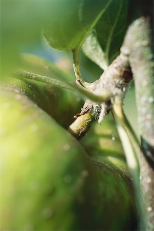 simsearch:633-01573481,k - Pommes sur l'arbre, très gros plan Photographie de stock - Premium Libres de Droits, Code: 633-01574274