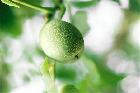 simsearch:633-01715311,k - Olive growing on tree, extreme close-up Foto de stock - Sin royalties Premium, Código: 633-01574277