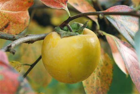 simsearch:633-01574274,k - Persimmon on branch, close-up Foto de stock - Sin royalties Premium, Código: 633-01574279