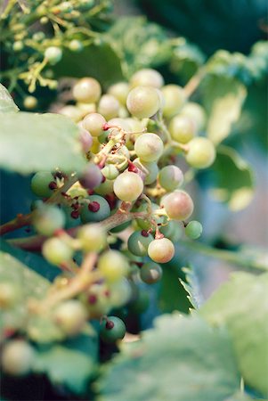 simsearch:695-03381489,k - Grapes ripening on vine Stock Photo - Premium Royalty-Free, Code: 633-01572423