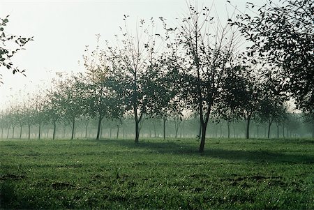 fruit tree silhouette - Misty orchard Stock Photo - Premium Royalty-Free, Code: 633-01572438
