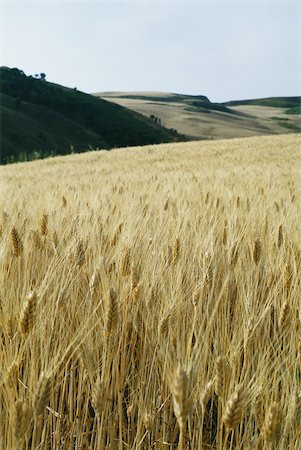 Wheat field Stock Photo - Premium Royalty-Free, Code: 633-01572433