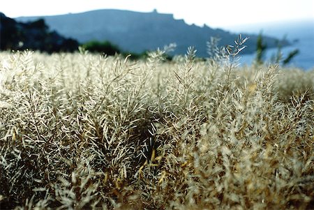 dried crop field - Field of colza, seascape in background Foto de stock - Sin royalties Premium, Código: 633-01572441