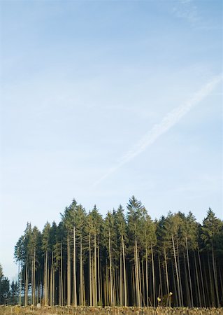 rimboschimento - Switzerland, forest of pines undergoing reforestation Fotografie stock - Premium Royalty-Free, Codice: 633-01572478