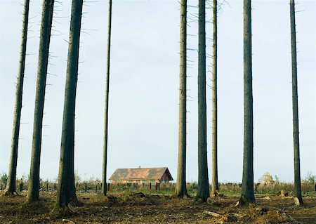 decrepit barns - Switzerland, forest of pines undergoing reforestation, house in background Stock Photo - Premium Royalty-Free, Code: 633-01572481