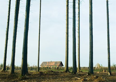 Switzerland, forest of pines undergoing reforestation, house in background Foto de stock - Sin royalties Premium, Código: 633-01572481