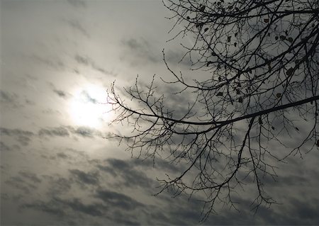 dark backgrounds - Cloudy sky and bare branches Stock Photo - Premium Royalty-Free, Code: 633-01572503