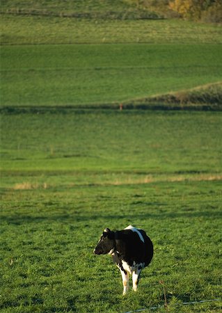 simsearch:633-01572460,k - Cow in green pasture Foto de stock - Sin royalties Premium, Código: 633-01572517