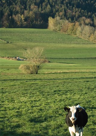 simsearch:693-03315214,k - Cow in green pasture Stock Photo - Premium Royalty-Free, Code: 633-01572518