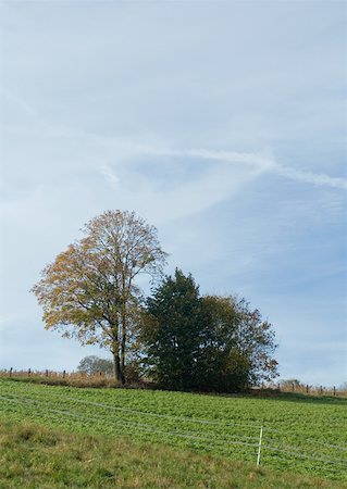 simsearch:633-01572460,k - Crops growing in green field Foto de stock - Sin royalties Premium, Código: 633-01572542