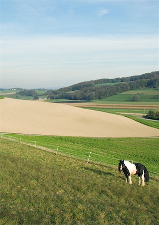 en barbecho - Horse in green pasture Foto de stock - Sin royalties Premium, Código: 633-01572550