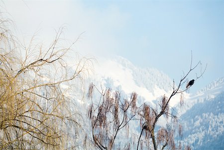 panoramic winter tree landscape - Switzerland, mountainous landscape with bare branches in foreground Stock Photo - Premium Royalty-Free, Code: 633-01572926