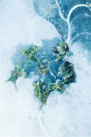 Herbe de glace Photographie de stock - Premium Libres de Droits, Code: 633-01572936