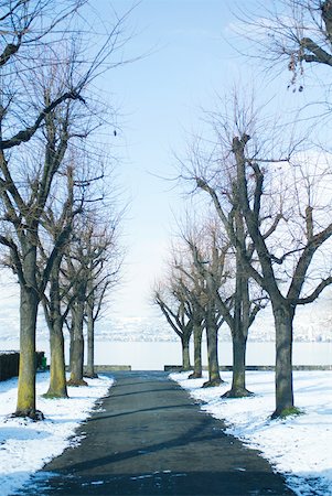 panoramic winter tree landscape - Switzerland, tree-lined road leading to lake Stock Photo - Premium Royalty-Free, Code: 633-01572933