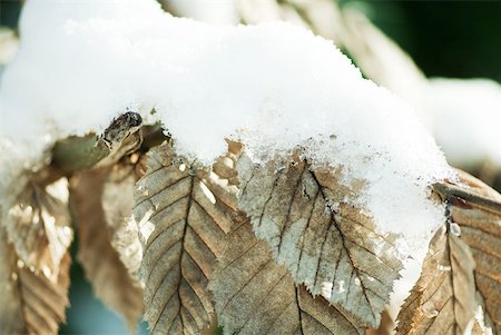 Feuilles recouvertes de neige Photographie de stock - Premium Libres de Droits, Code: 633-01572944