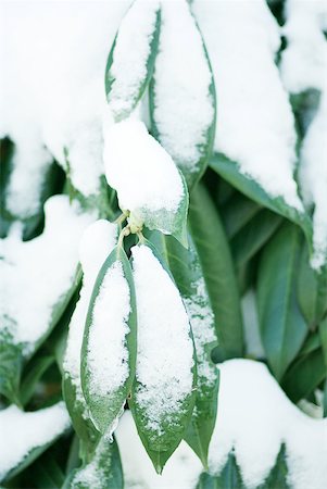 simsearch:633-01573339,k - Snow-covered leaves Stock Photo - Premium Royalty-Free, Code: 633-01572945