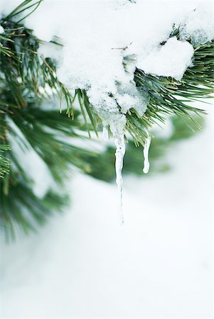 Evergreen branch covered with snow and icicles Stock Photo - Premium Royalty-Free, Code: 633-01572967