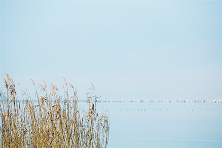 simsearch:633-05401596,k - Reeds and lake Stock Photo - Premium Royalty-Free, Code: 633-01572961