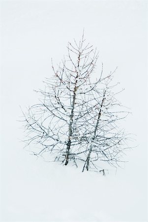 simsearch:633-01572983,k - Bare trees in snow Stock Photo - Premium Royalty-Free, Code: 633-01572975