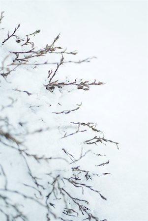 simsearch:633-06322309,k - Bare branches in snow Stock Photo - Premium Royalty-Free, Code: 633-01572976