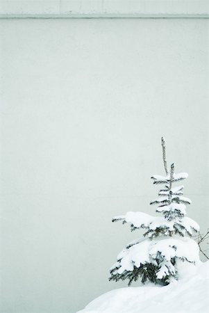 spesso - Fir tree covered with snow Fotografie stock - Premium Royalty-Free, Codice: 633-01572972