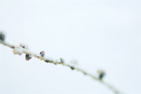 Des rameaux dans la neige Photographie de stock - Premium Libres de Droits, Code: 633-01573016