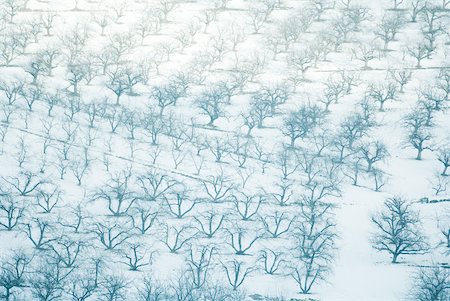 simsearch:649-05649123,k - Suisse, vergers couverte de neige, plein cadre Photographie de stock - Premium Libres de Droits, Code: 633-01573021