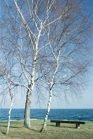 panoramic winter tree landscape - Bench and trees by edge of lake Stock Photo - Premium Royalty-Free, Code: 633-01573032