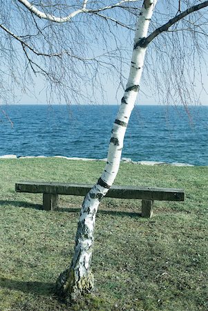 panoramic winter tree landscape - Tree and bench by edge of lake Stock Photo - Premium Royalty-Free, Code: 633-01573033