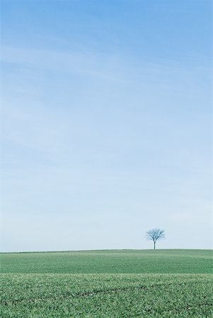 simsearch:6119-07944037,k - Tree in middle of green fields Stock Photo - Premium Royalty-Free, Code: 633-01573080