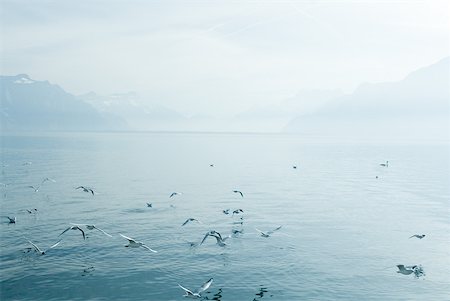 flock birds flying - Switzerland, seagulls flying over surface of Lake Geneva Stock Photo - Premium Royalty-Free, Code: 633-01573093