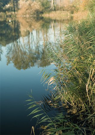 simsearch:633-03444861,k - Végétation qui pousse le long du bord de l'eau Photographie de stock - Premium Libres de Droits, Code: 633-01573176