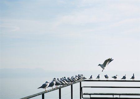 simsearch:400-05188363,k - Seagulls perched on railing of pier overlooking lake Stock Photo - Premium Royalty-Free, Code: 633-01573198