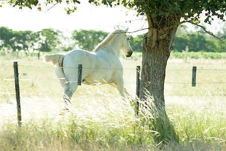 Horse running in pasture Foto de stock - Sin royalties Premium, Código: 633-01573243