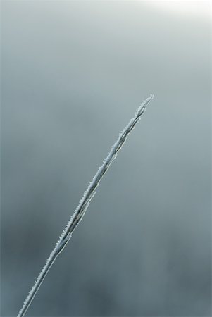 simsearch:633-01573339,k - Frost covered blade of grass Foto de stock - Royalty Free Premium, Número: 633-01573318