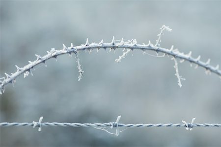 Frost covered barbed wire and thorny branch Stock Photo - Premium Royalty-Free, Code: 633-01573327