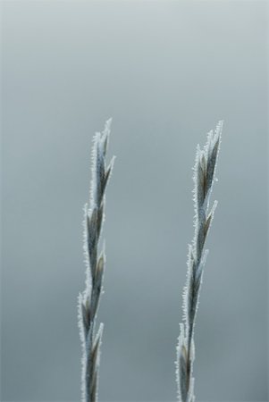 simsearch:633-01573339,k - Frost covered blades of grass Stock Photo - Premium Royalty-Free, Code: 633-01573320