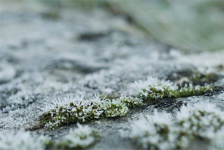 simsearch:633-01573339,k - Frost covered moss Stock Photo - Premium Royalty-Free, Code: 633-01573335