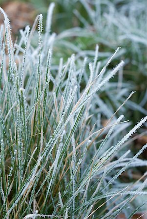 simsearch:633-01573339,k - Frost covered grass Foto de stock - Royalty Free Premium, Número: 633-01573338