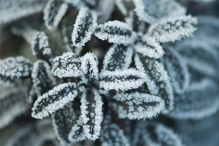 simsearch:633-01573339,k - Frost covered plant, high angle view, close-up Stock Photo - Premium Royalty-Free, Code: 633-01573333