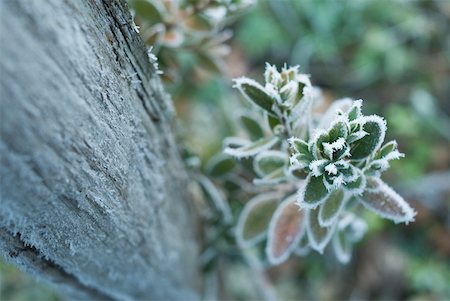 simsearch:633-01573339,k - Frozen plant Foto de stock - Royalty Free Premium, Número: 633-01573341