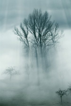 simsearch:633-01573326,k - Trees surrounded by mist Fotografie stock - Premium Royalty-Free, Codice: 633-01573358