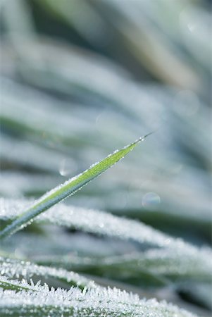 simsearch:633-01573339,k - Frost covered blades of grass, extreme close-up Foto de stock - Royalty Free Premium, Número: 633-01573375