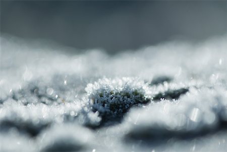 simsearch:633-01573339,k - Frosty moss, extreme close-up Stock Photo - Premium Royalty-Free, Code: 633-01573372